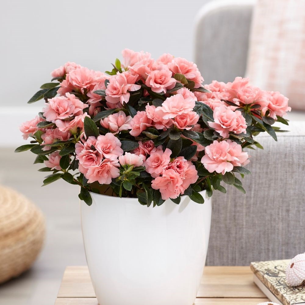 Buy azalea Azalea simsii 'Aiko Pink': by Waitrose Garden