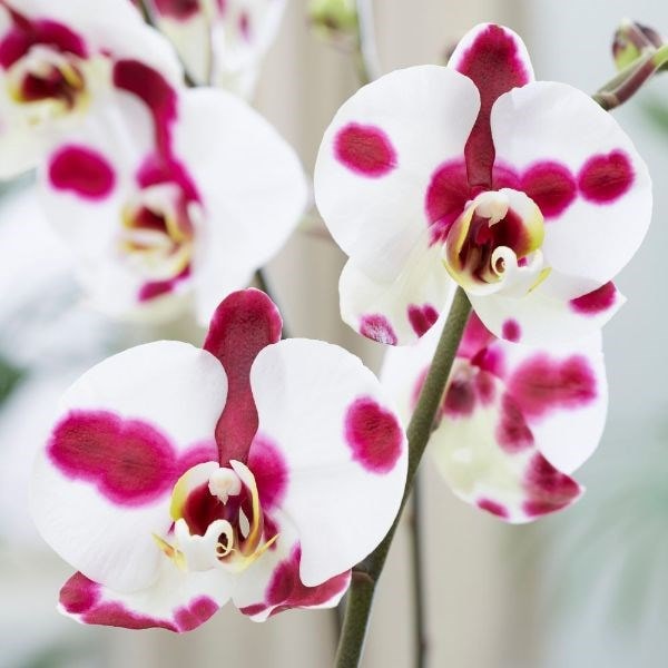 Phalaenopsis Elegant Polka Dots