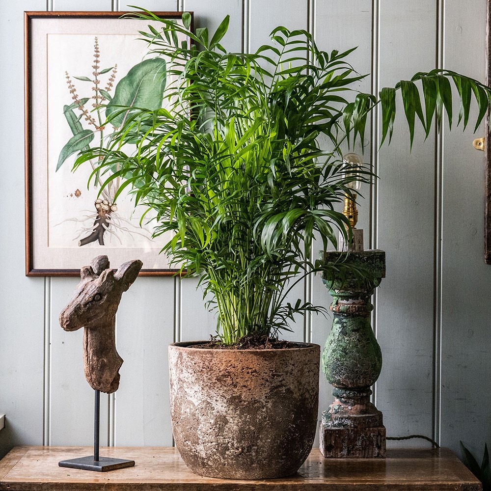 Product options image