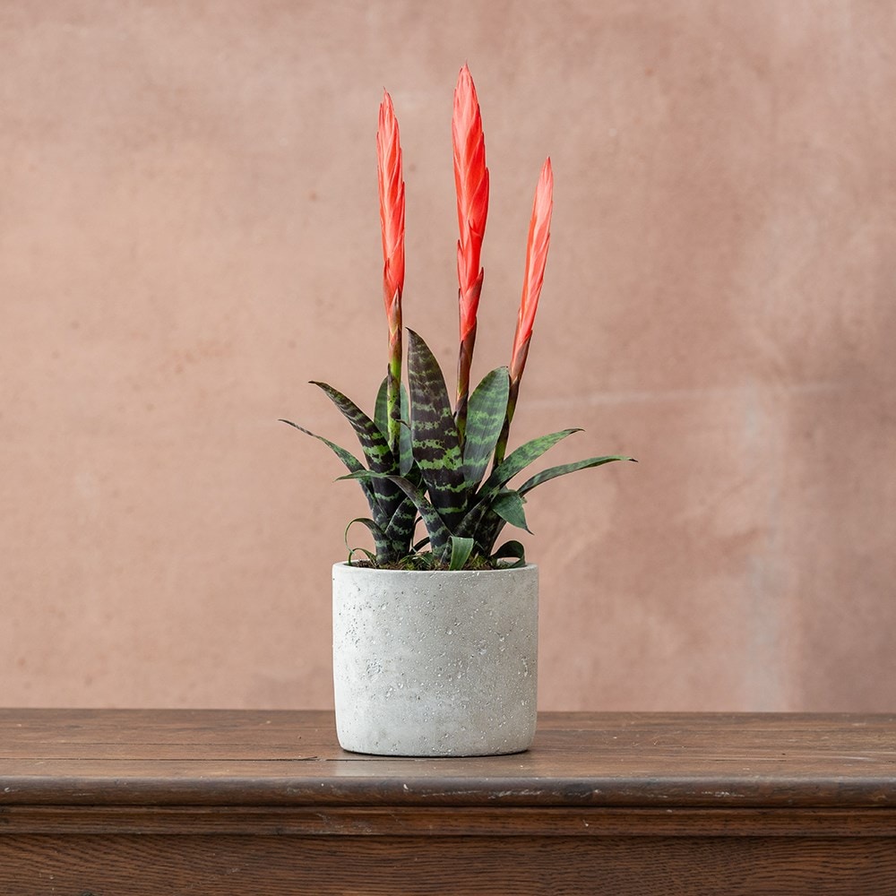 Product options image