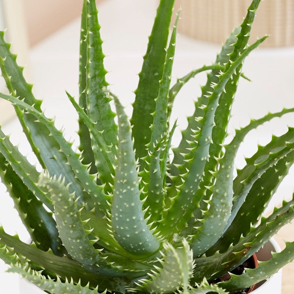 Buy Deer Horn Cactus Aloe Arborescens Delivery By Waitrose Garden 9353