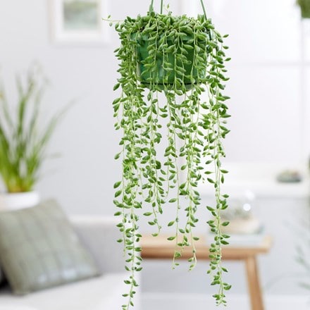 string of beads ( syn. Senecio herreianus )