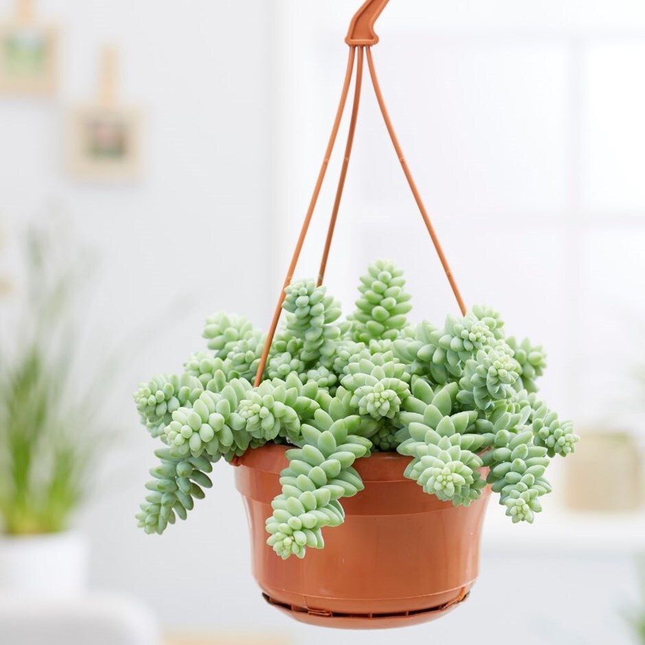 burro's tail or donkey tail