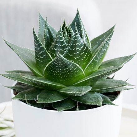 Aloe aristata Cosmo ('Green Pearl') (PBR)