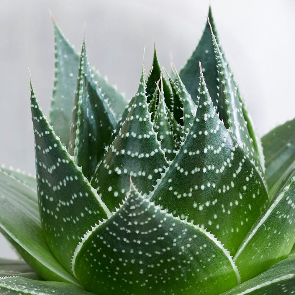 <i>Aloe aristata</i> <b class=small-caps>Cosmo</b> ('Green Pearl') (PBR)