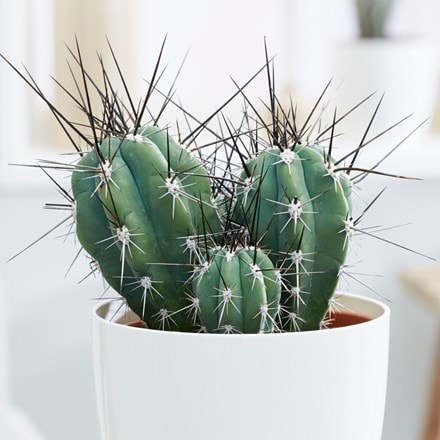 toothpick cactus