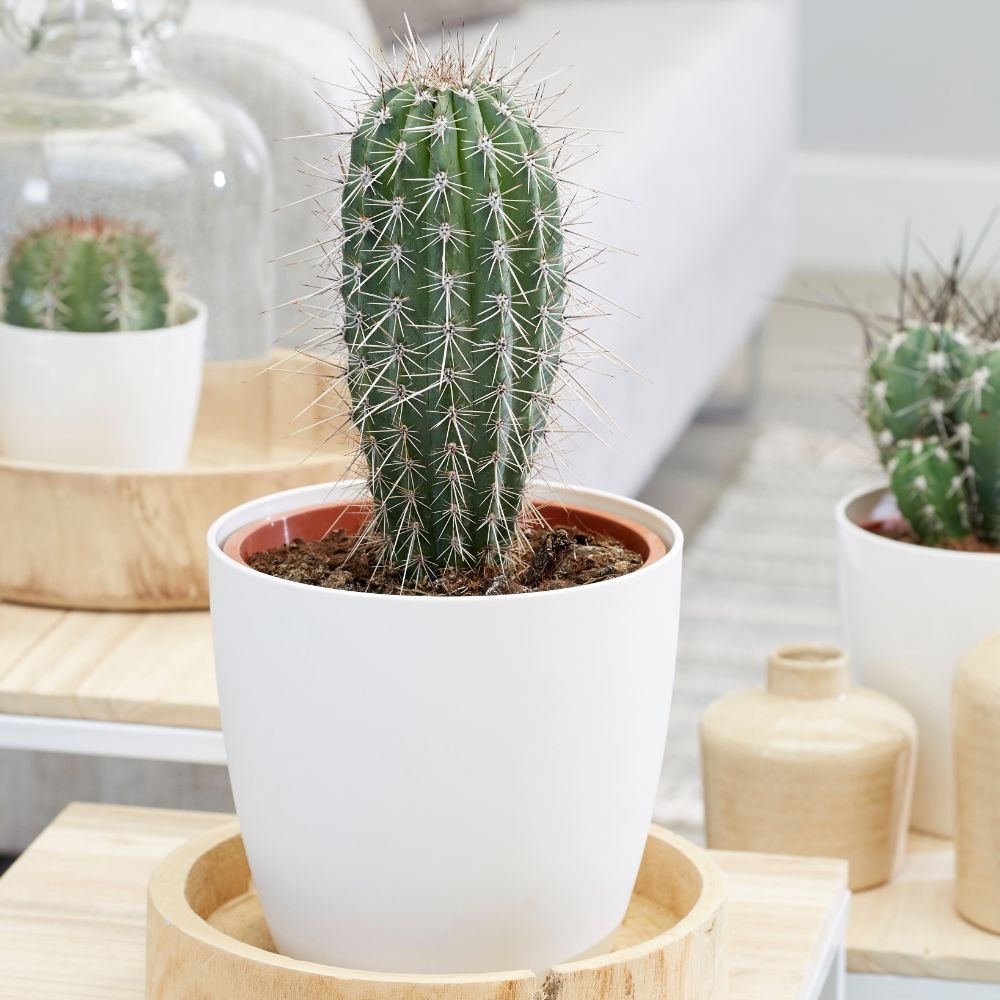 Buy Mexican giant cardon cactus Pachycereus pringlei: £34 