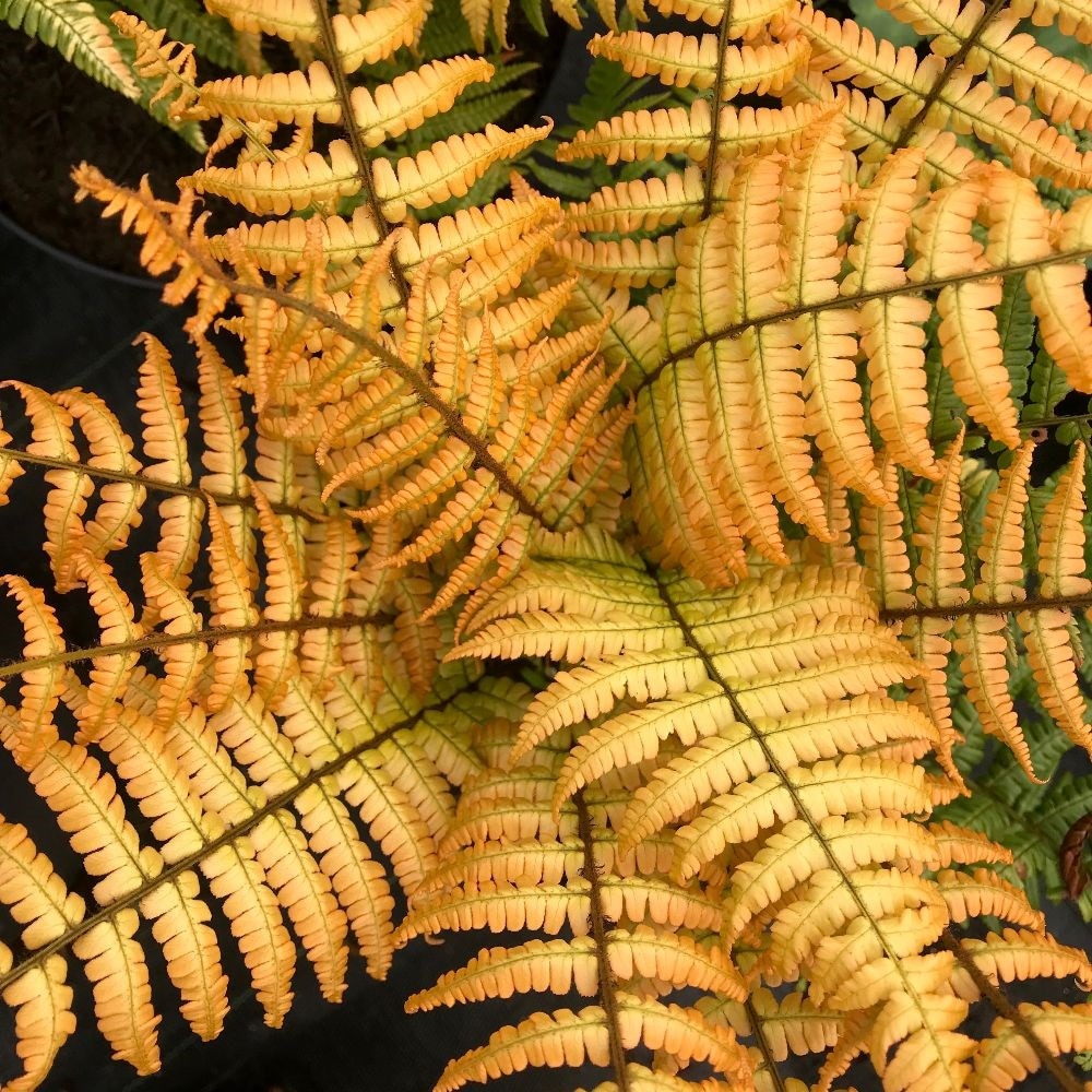 Buy alpine wood fern Dryopteris wallichiana 'Jurassic Gold