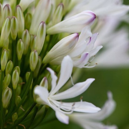 Picture of Agapanthus Strawberry Ice
