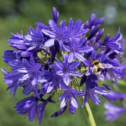 Picture of Agapanthus Midnight Madness