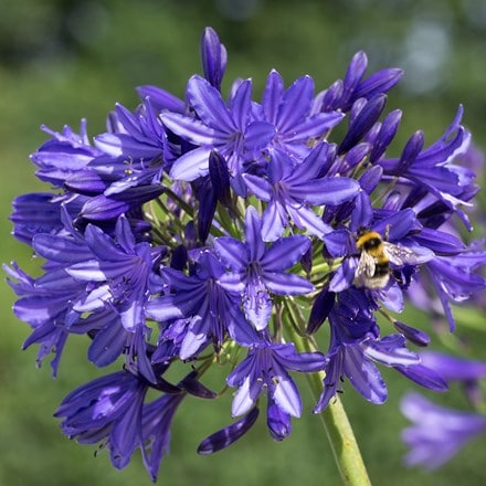 Picture of Agapanthus Midnight Madness