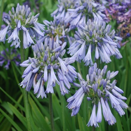 Picture of Agapanthus Celebration