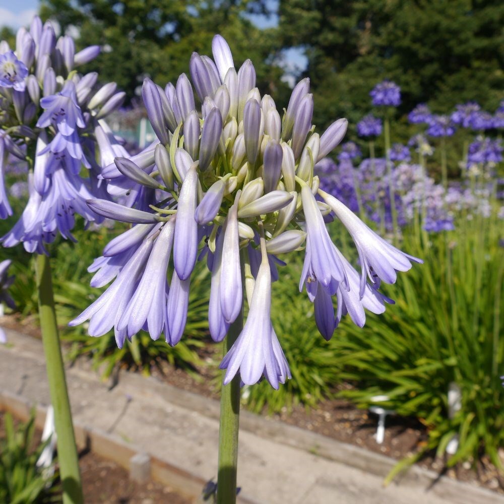 Buy African lily Agapanthus Celebration: £7.49 Delivery by Crocus