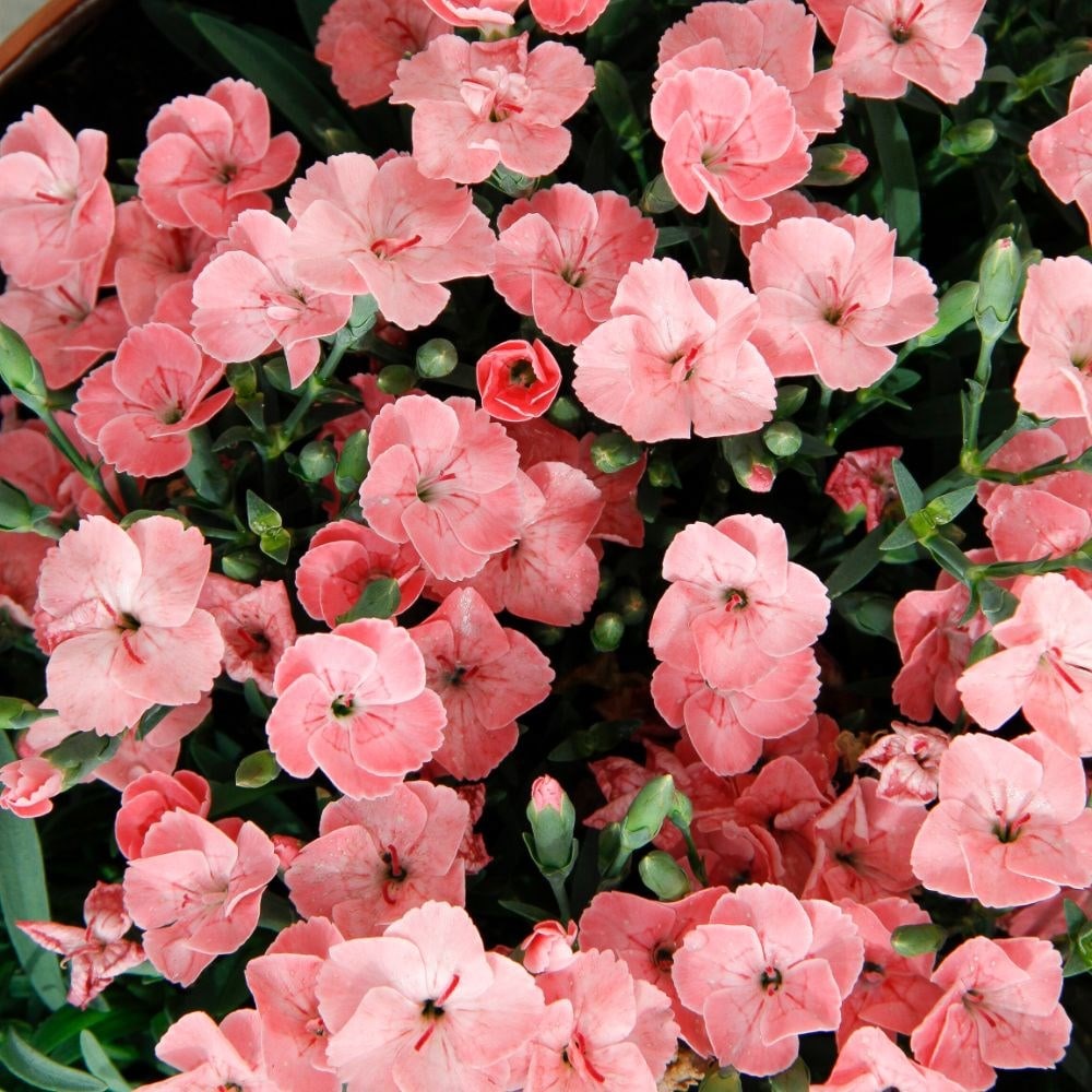 <I>Dianthus</i> <b class=small-caps>Peach Party</b> ('Kledg18305')
