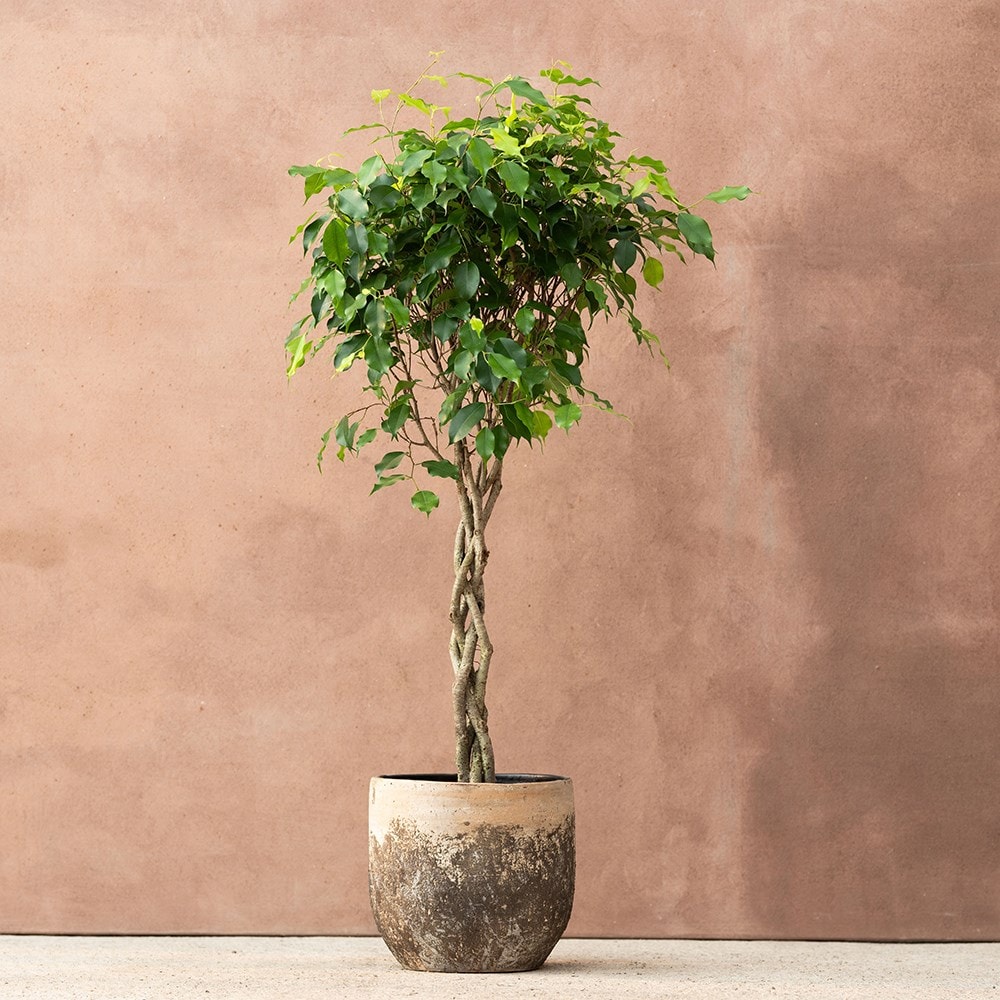 Product options image