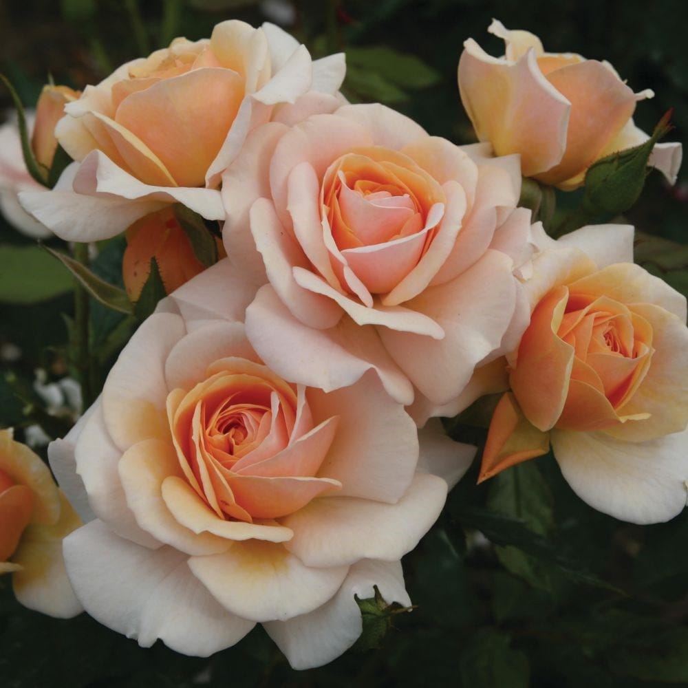 Rose of the Year 2020 - rose Sweet Honey (floribunda)