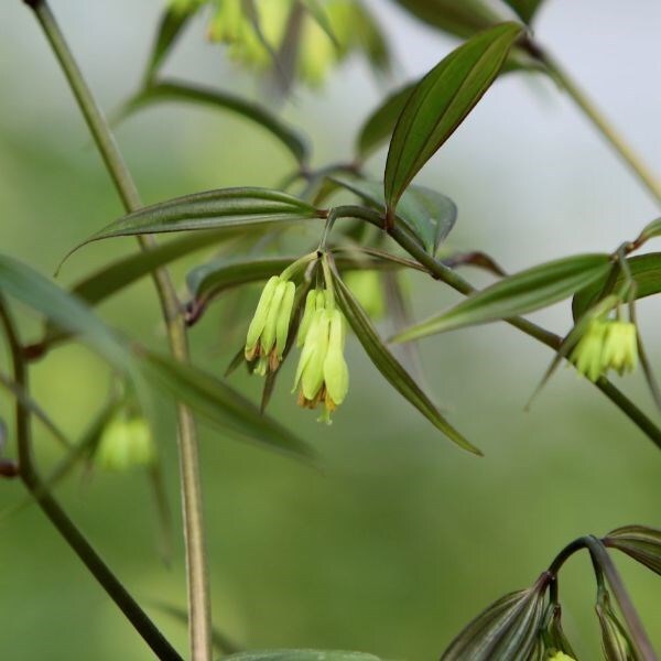 Disporum longistylum Night Heron