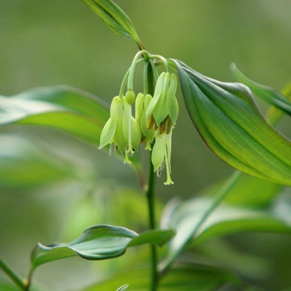 Disporum longistylum Green Giant