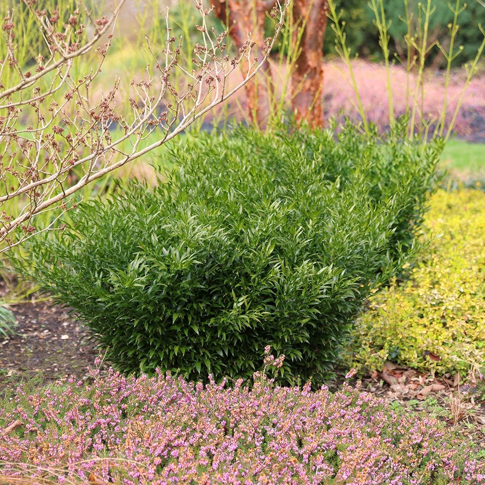 Product options image