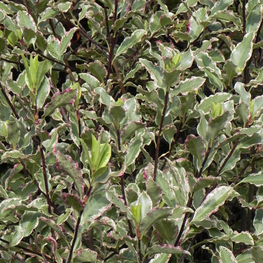 <i>Pittosporum tenuifolium</i> 'Elizabeth'