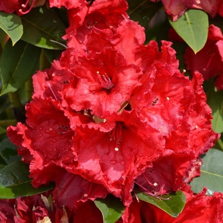 Picture of Rhododendron Red Jack
