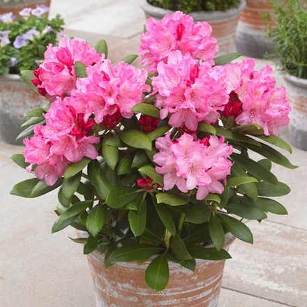 Picture of Rhododendron Hachmann's Polaris