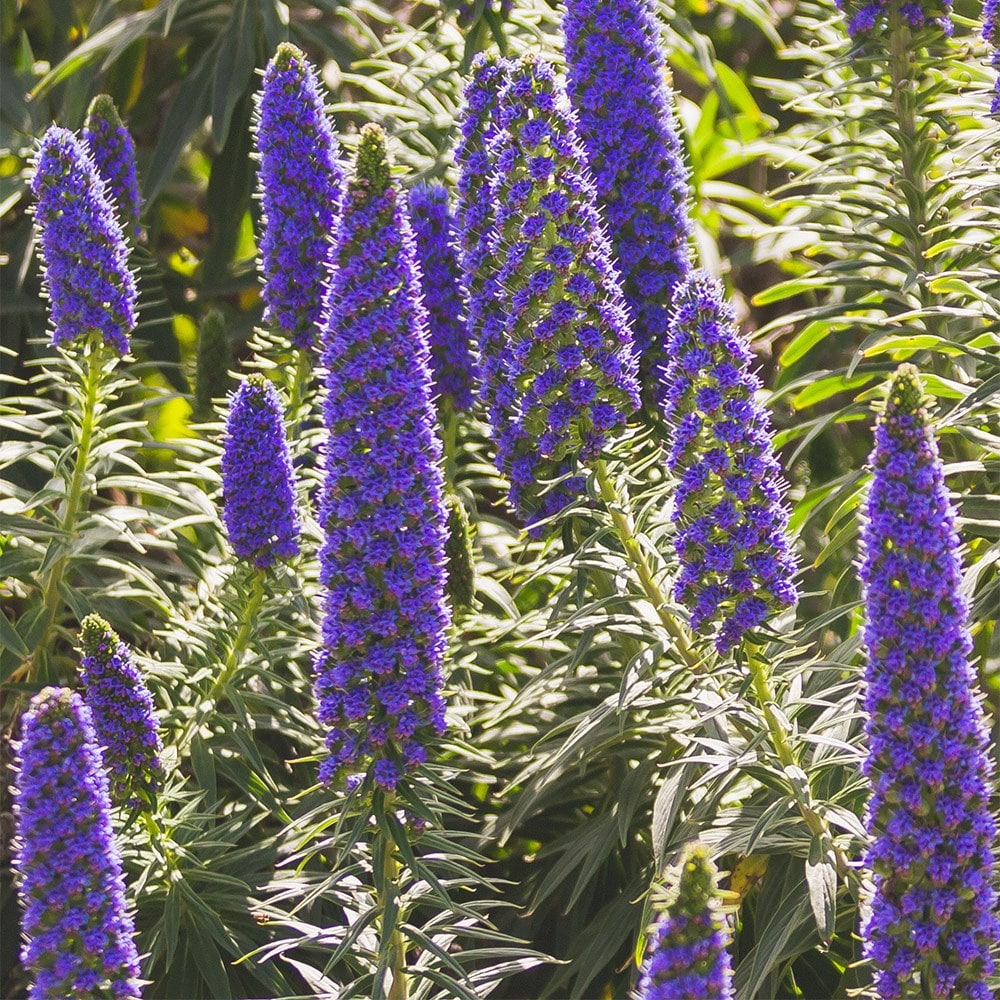 Product options image