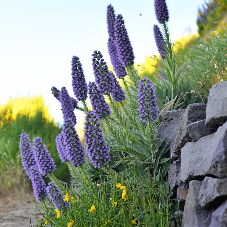 Buy pride of Madeira Echium candicans Buy pride of Madeira Echium candicans