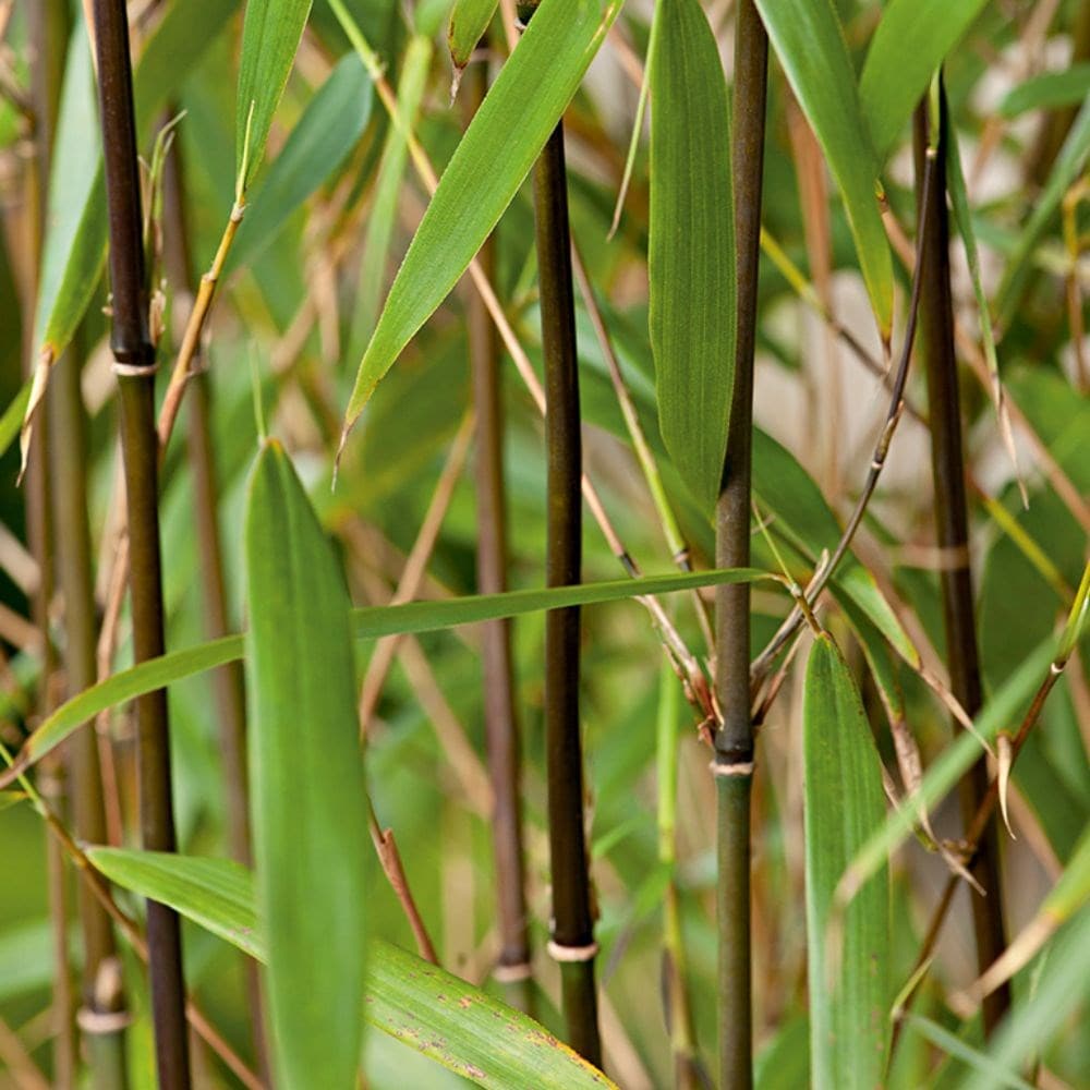 Outdoor Plants Bamboo Fargesia Scabrida 5 Litre Fast Growing Non ...