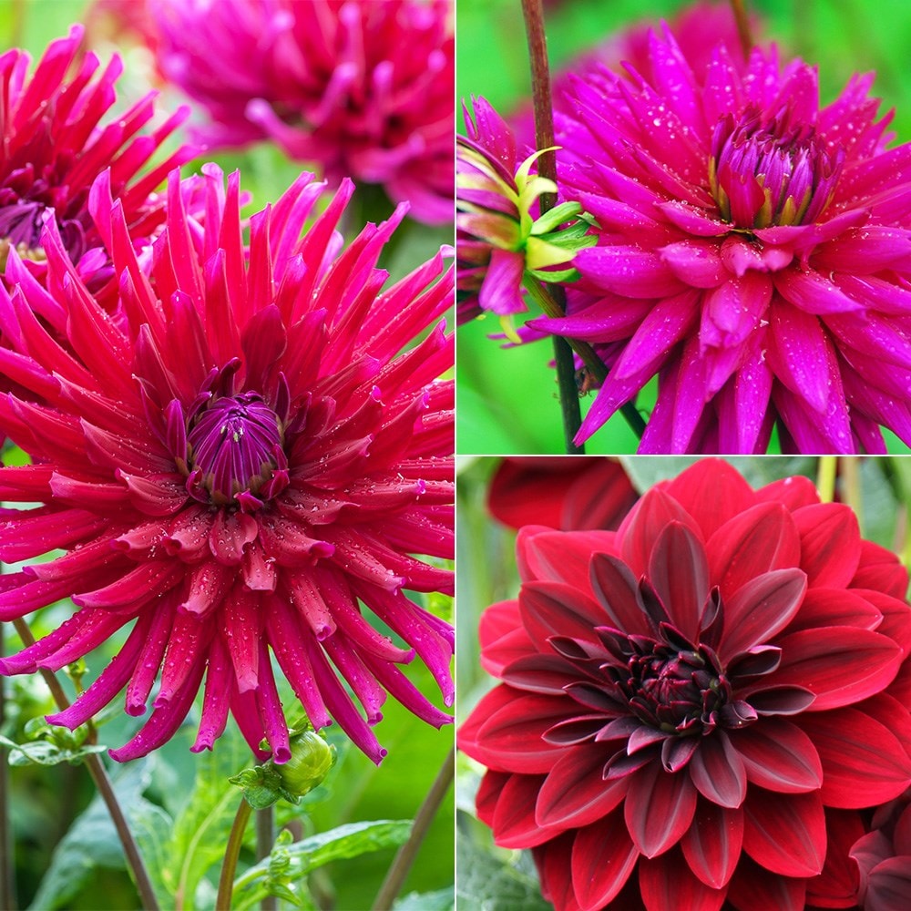 Product options image