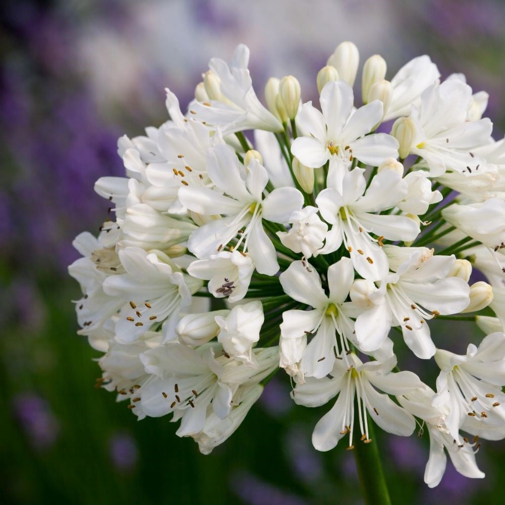 Buy African lily Agapanthus Snow Crystal: £9.99 Delivery by Crocus