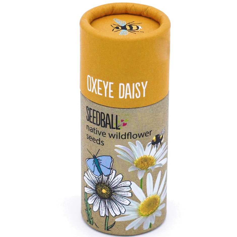 Seedballs ox-eye daisy