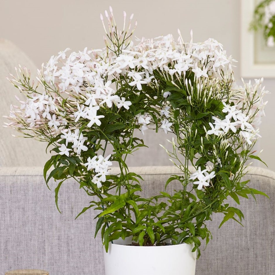 Buy scented Chinese jasmine Jasminum polyanthum: Delivery by Waitrose Garden