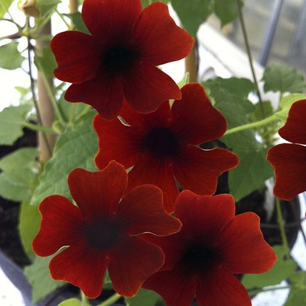 Thunbergia alata Sunny Susy Brownie ('Sumthun 04') (PBR) (Sunny Susy Series)
