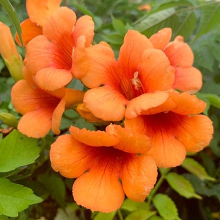 Campsis × tagliabuana Indian Summer ('Kudian') (PBR)