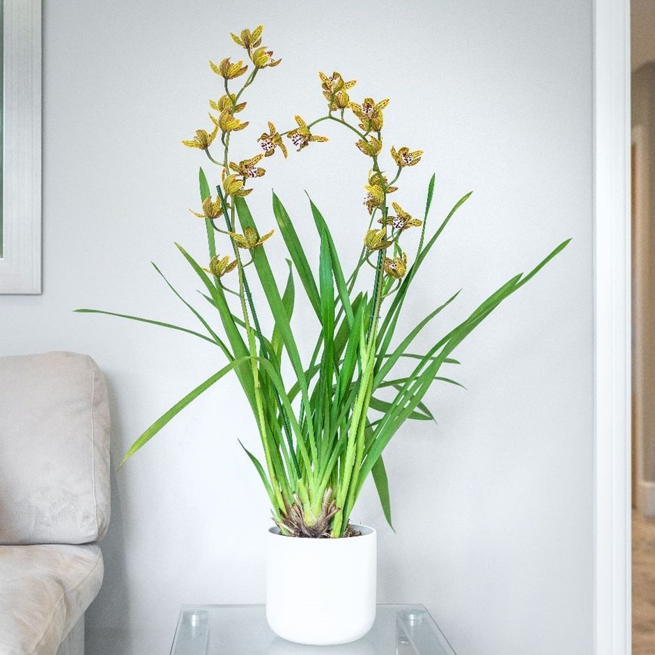 cymbidium orchid