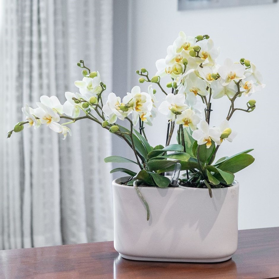 2 × Phalaenopsis orchids in a ceramic easy care self-watering pot