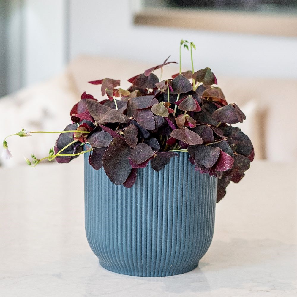 Oxalis triangularis | Houseplant