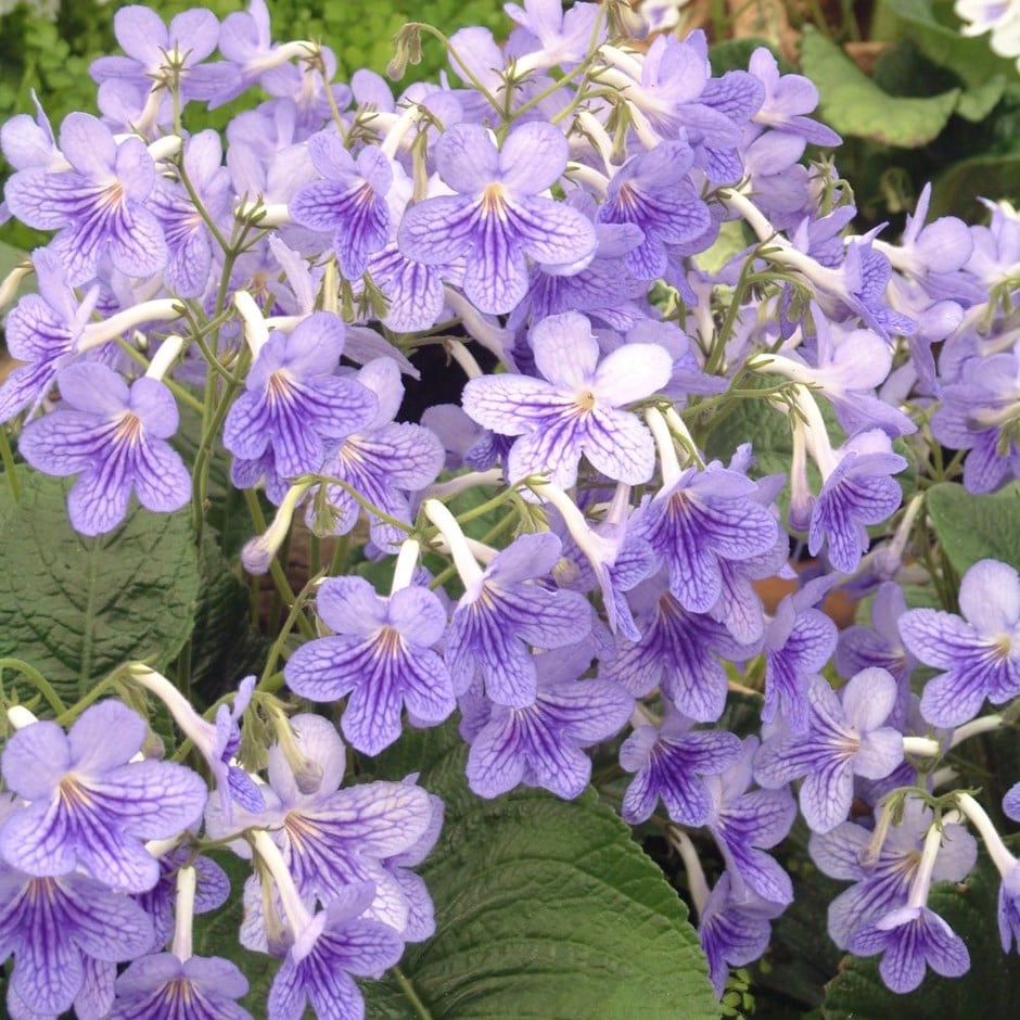 Buy cape primrose Streptocarpus 'Bethan' Delivery by Waitrose Garden