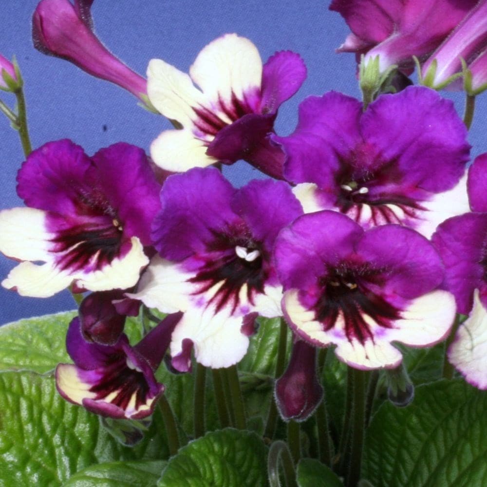 <i>Streptocarpus</i> 'Harlequin Purple' (PBR)