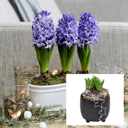 Picture of Scented blue hyacinths in a round black ceramic bowl