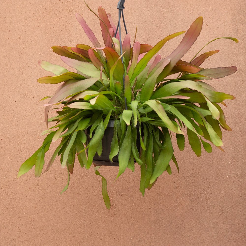 <i>Pseudorhipsalis ramulosa</i> 'Red Coral'