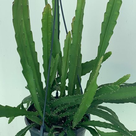 Picture of Epiphyllum Red Tip