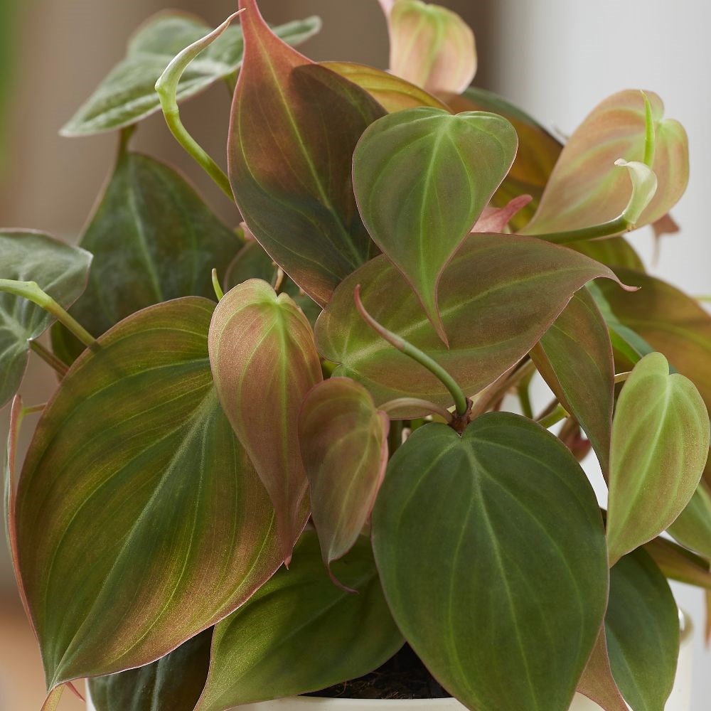 Buy heartleaf Philodendron scandens 'Micans' Delivery by