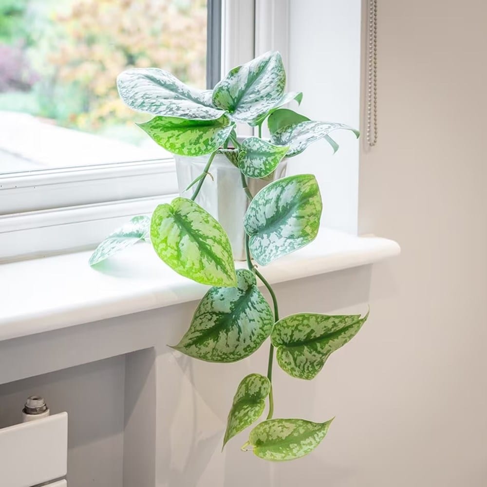 Product options image