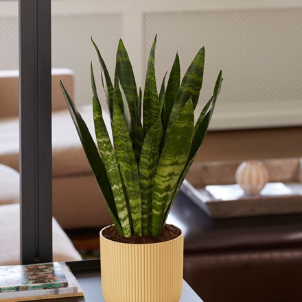 Buy mother-in-law's tongue Sansevieria Black Coral: £14.99 Delivery by ...