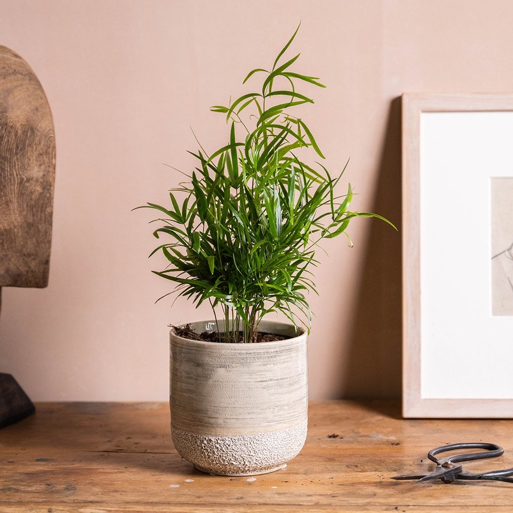 Product options image