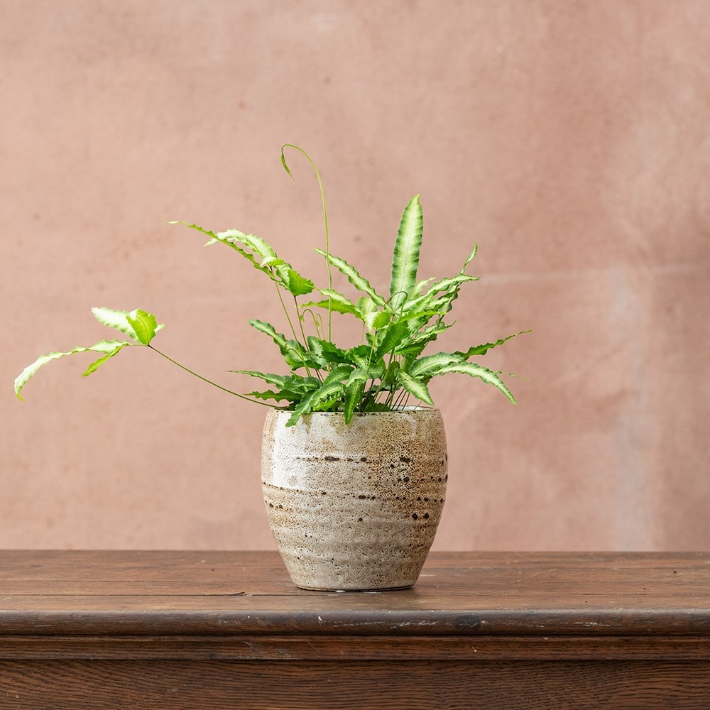 Product options image