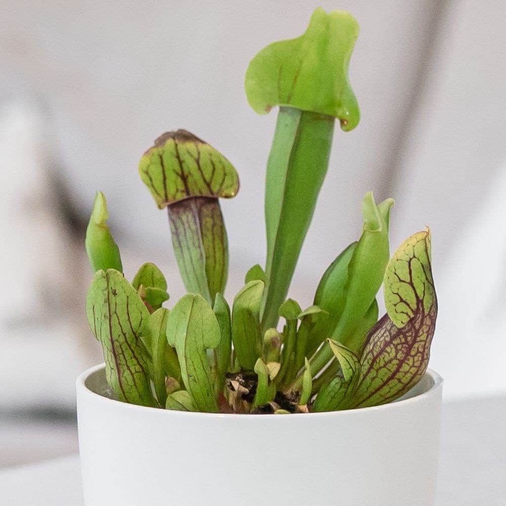 Product options image