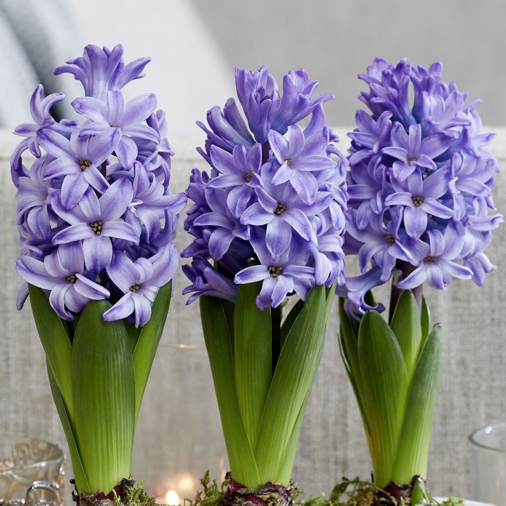 Scented blue hyacinths in a ceramic trough